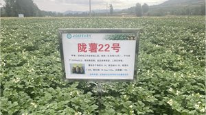 隴薯22號